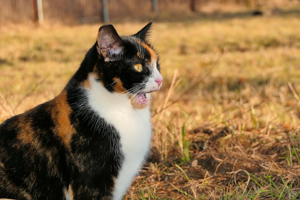 cat-4828514_960_720.jpg