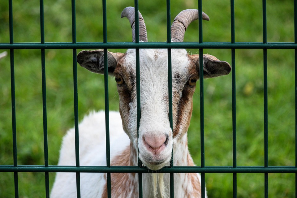 goat-2089809_960_720.jpg