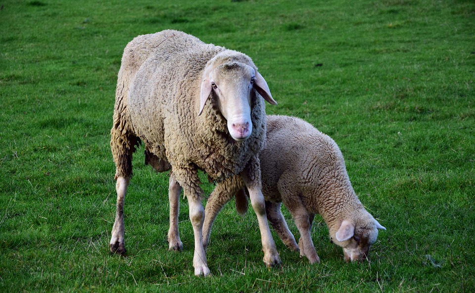 sheep-2912880_960_720.jpg