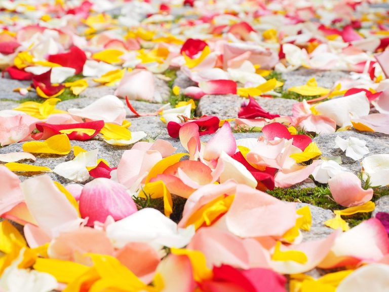 rose-petals-693570_960_720.jpg