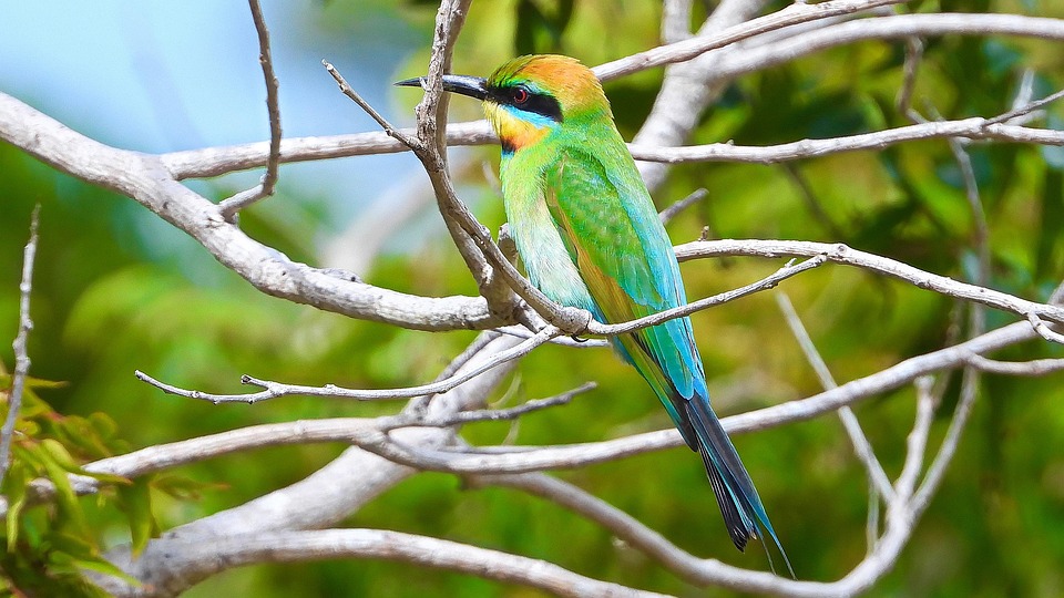 bird-5057603_960_720.jpg
