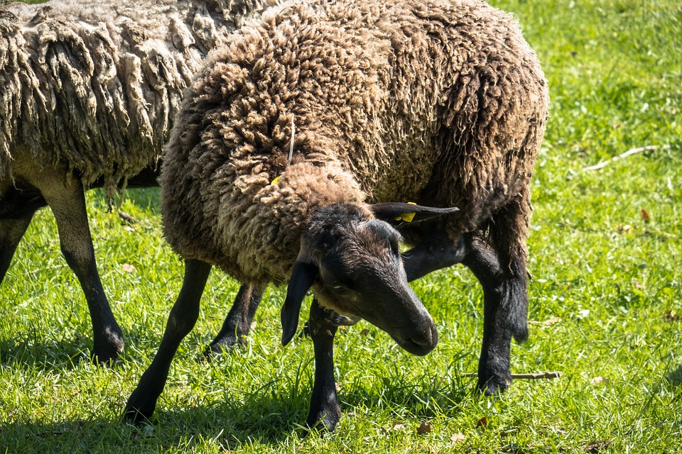 sheep-4152608_960_720.jpg