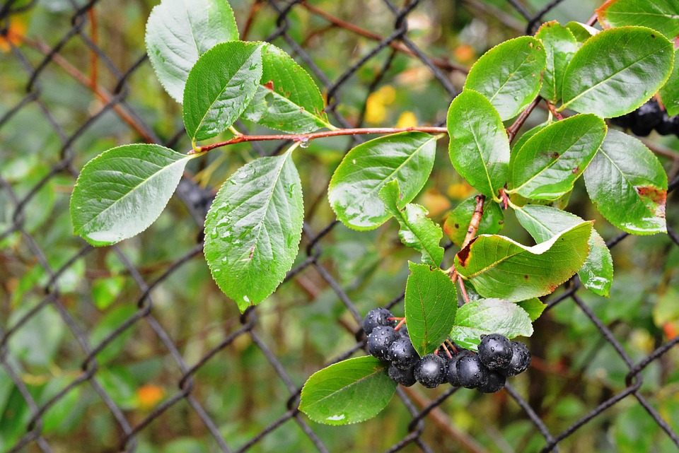 aronia-2643275_960_720.jpg