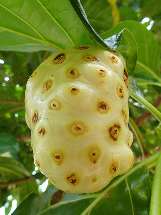 noni-2421417_960_720.jpg