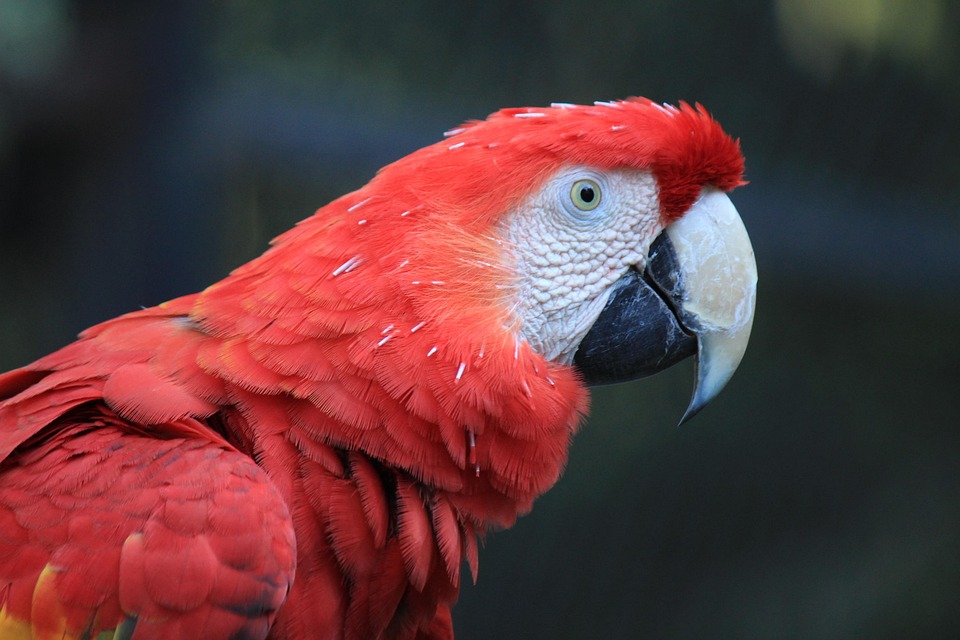 parrot-2909828_960_720.jpg
