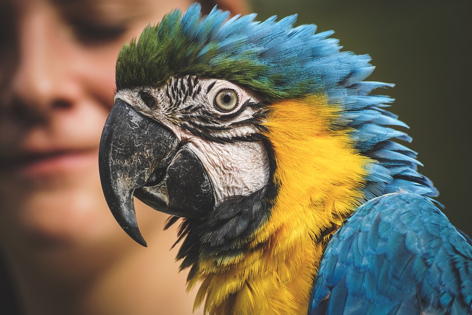 parrot-3695678_960_720.jpg