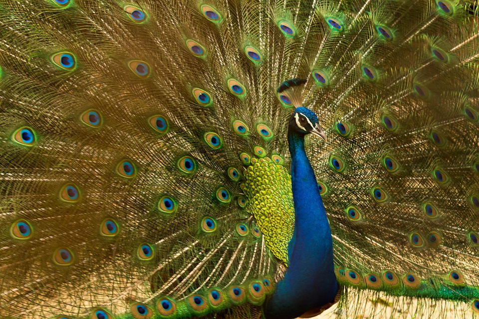 peacock-2496851_960_720.jpg